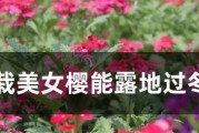美女樱耐寒之极限低温是多少度？（解密美女樱的低温逆境生存能力，探究其生理机制）