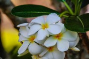 素馨花的开花时间与花期（了解素馨花的花期，让你更懂花语）