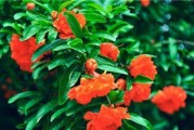 家里养石榴花的好处（石榴花风水解读及养护技巧）