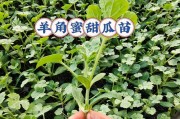 探秘羊角蜜甜瓜的原产地（寻找羊角蜜甜瓜的故乡）