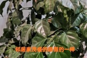 绿宝树的浇水技巧（如何科学浇水养护绿宝树）