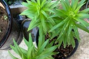 如何选择最佳的百合花种植时间？