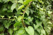 探秘地下茎植物的奥秘（从形态到生态，解密地下茎植物的生命密码）