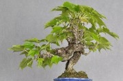 爬山虎的盆栽方法（室内种植指南，让您的家更绿色）