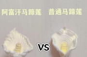 马蹄莲与一帆风顺（缘起相伴，美丽的花语；美好的祝愿，一帆风顺）