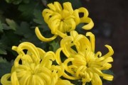 冬天也能看到美丽的菊花（菊花品种、观赏技巧与养护方法）