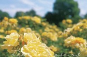 夏日花香，玫瑰花绽放的时刻（迎接夏日，赏心悦目的玫瑰花之美）