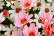 探究雏菊的生命周期（从多年生到一年生，你了解多少？）