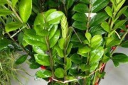 家居养花指南（适合家里养的花卉有哪些？如何打造宜人的花卉环境？）