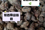 从选择种子到收割，一步步教你如何成功种植何首乌（从选择种子到收割，一步步教你如何成功种植何首乌）