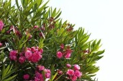 马鞍山市的市花（探究马鞍山市花——牵牛花）