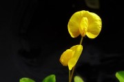 花生的授粉方式（花生是否是自花授粉？——解析花生的授粉机制）
