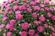 球菊的开花时间和特点（一年四季开花的神奇球菊）