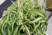 复合肥对吊兰的适用性研究（探究复合肥在吊兰生长中的作用及施用方法）