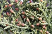 侧柏是一种种子植物吗？（探究侧柏的生物分类与种子性质）
