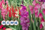 剑兰（揭开剑兰四季开花的奥秘，让你成为花卉专家！）