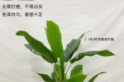 探秘与芭蕉相似的植物（发现更多的热带植物之美）