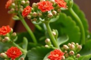 长寿花怎么养才开花？（一步步教你养出美丽的长寿花。）