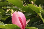 白玉兰花一年开几次花？（探究白玉兰花的花期和特点。）