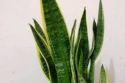黄豆水浇仙人掌的好处（仙人掌养护小技巧，让植物更健康）