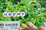 菜心种植全攻略（时间、方法、技巧一网打尽）