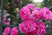 蔷薇花是否适合在室外过冬？（探讨蔷薇花的耐寒性及养护方法）