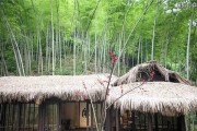 门前适宜种竹子的五大理由（竹子为何成为门前最佳选择？门前种植竹子的益处有哪些？）