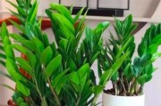 发财树的种植与养护方法（让你的家居更有生气的“摇钱树”，栽种时间和注意事项你都知道了）