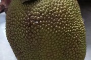 菠萝熟透了能吃吗？（了解成熟的菠萝如何食用）