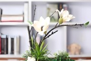 玉兰花的香味（探究玉兰花香味的来源和特点）