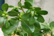 马齿苋，乡村的“神草”（农村名字大全，了解一下）