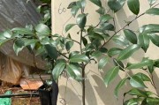 如何正确更换茶花的土壤？（茶花换土的时间、方法及注意事项）