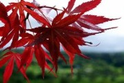 红枫叶子不生长解决方法（红枫叶子萎蔫，快看看这些技巧）