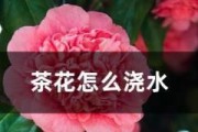 茶水浇花合适吗？（适合浇什么花？茶水浇花的好处和注意事项。）