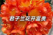 君子兰繁殖全攻略（掌握繁殖技巧，让你家养君更得心应手）