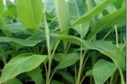 香蕉——单子叶植物的代表（揭开香蕉单子叶植物的神秘面纱）