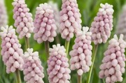 白色风信子的花语和寓意（探秘白色风信子的美丽与神秘）