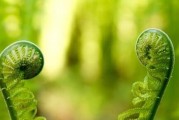 海带不是裸子植物！（探究海带的分类和特点）