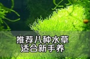 水草养殖全指南（从选种到养护，让你成为水草达人）