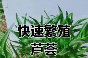 浅盆还是深盆，芦荟需要什么？（芦荟种植技巧全解析，浅盆与深盆选哪个？）