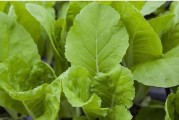 种植小白菜的最佳时间是什么？——了解小白菜种植的时机与技巧
