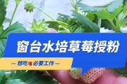 草莓水培好还是土培好？（探究草莓种植的最佳方式）