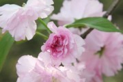 樱花的生长环境和地方条件（探寻樱花的成长秘密，解密美丽花海背后的生态环境）