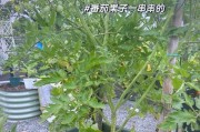 如何最有效地施用有机肥养花？（掌握正确的有机肥施用方法，打造健康繁盛的花园）