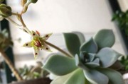 秋丽开花后的处理方法（打理秋丽，让花园更美）