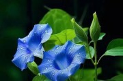 牵牛花——几年生植物的生长与繁殖（从生长周期到繁殖技巧，让你轻松驾驭牵牛花）
