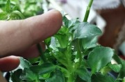 角堇修剪技巧（打造美丽花园的秘密武器）