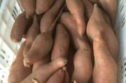 地瓜肥料的选择与使用（了解适合地瓜的肥料种类，助力地瓜高产）