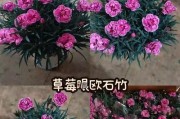 欧石竹移栽技巧及注意事项（打造美丽庭院，从欧石竹开始）