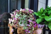 秋冬阳台花卉养殖指南（打造暖心阳台，享受四季美景）